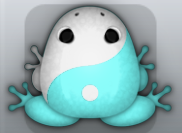 Aqua Albeo Biplex Frog from Pocket Frogs