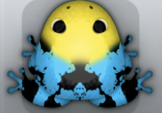 Azure Aurum Nasus Frog from Pocket Frogs