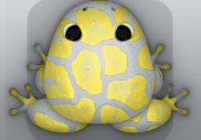 Glass Aurum Africanus Frog from Pocket Frogs