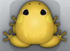 Golden Aurum Anura Frog from Pocket Frogs